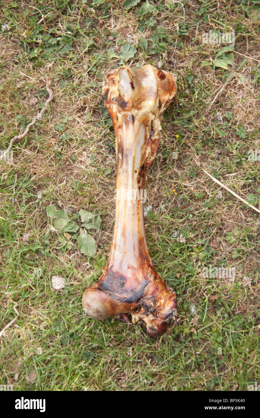 large dogs bone on the grass. Stock Photo