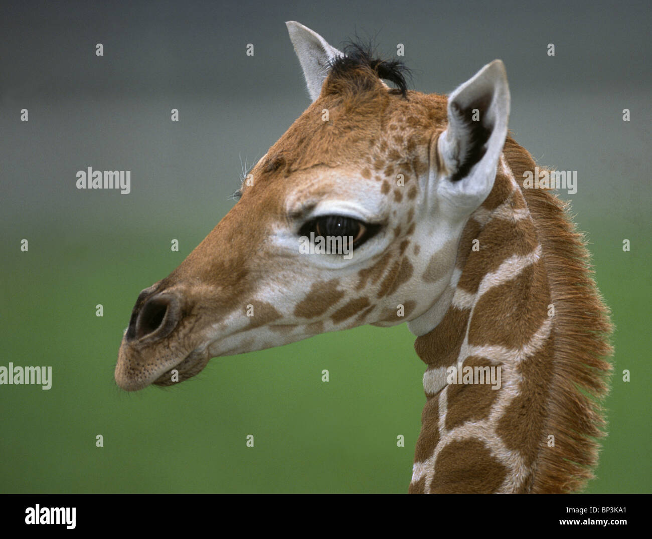 A baby Giraffe in a zoo peers at his new world through big eyes with ...