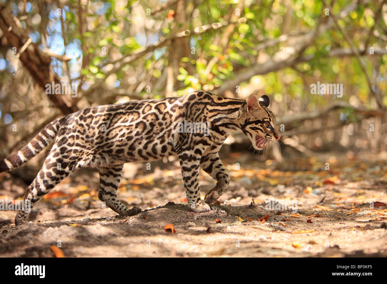 Roatan, Bay Islands, Honduras; Endangered Species Jaguar In Rehab Center & Forest Preserve On Mango Key Across From Coxen Hole Stock Photo