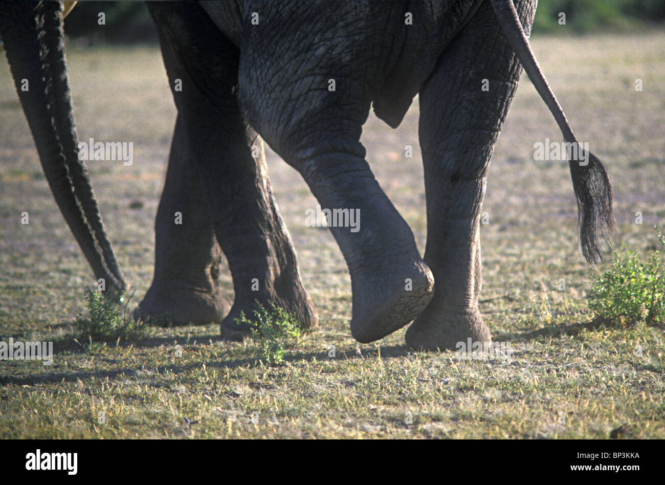 Close up of feet of female elephant as it scratches one ankle with its foot Masai Mara National Reserve Kenya East Africa Stock Photo