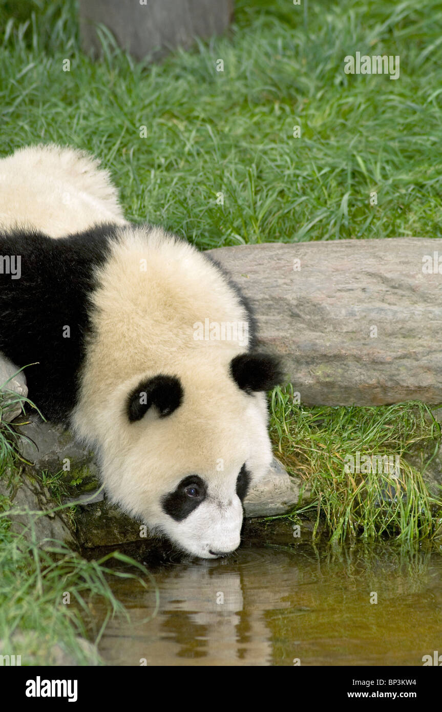 Giant panda drinking from a small pool, Wolong China Stock Photo