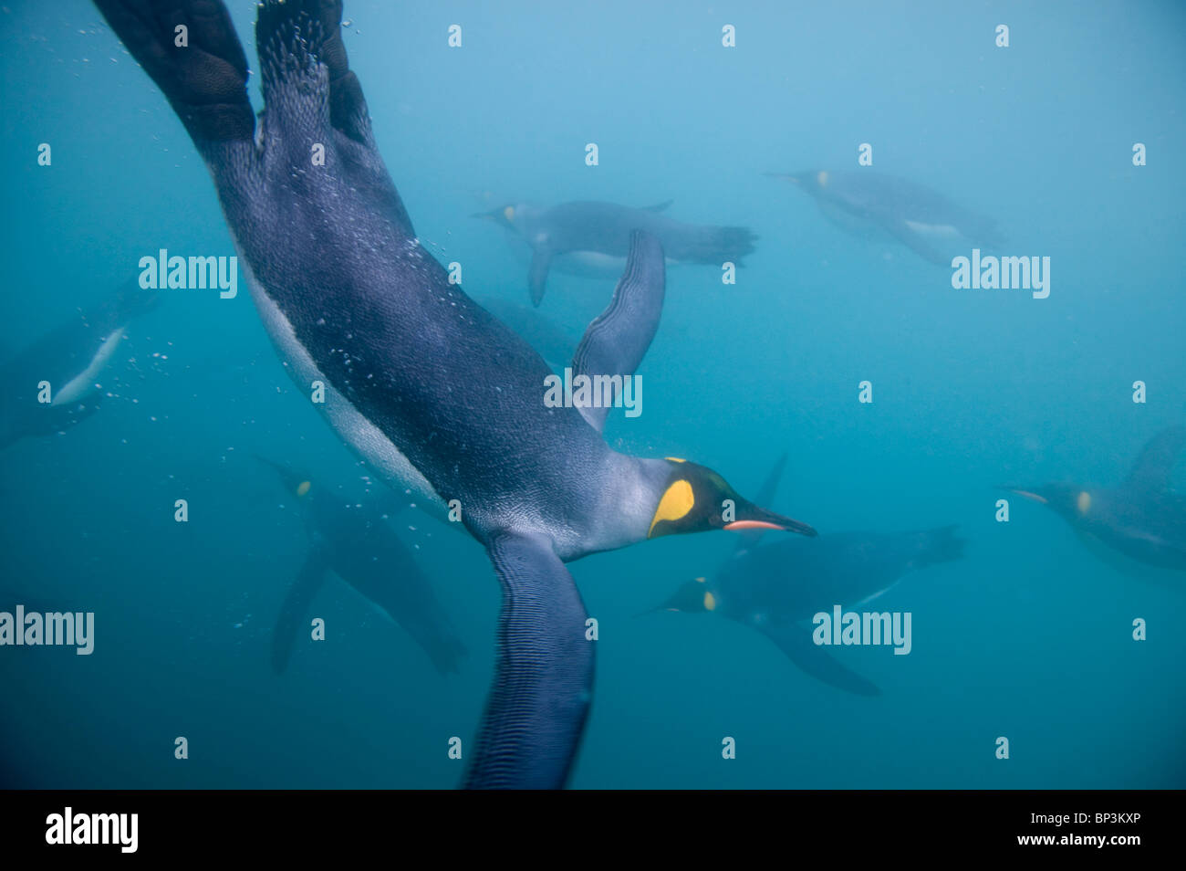 Antarctica, South Georgia Island , Underwater view of King Penguins  (Aptenodytes patagonicus) swimming in Right Whale Bay Stock Photo - Alamy