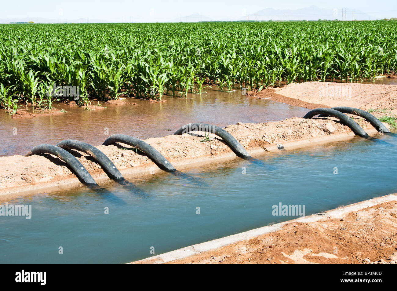Water is siphoned from an irrigation canal to flood a corn field in Arizona. Stock Photo
