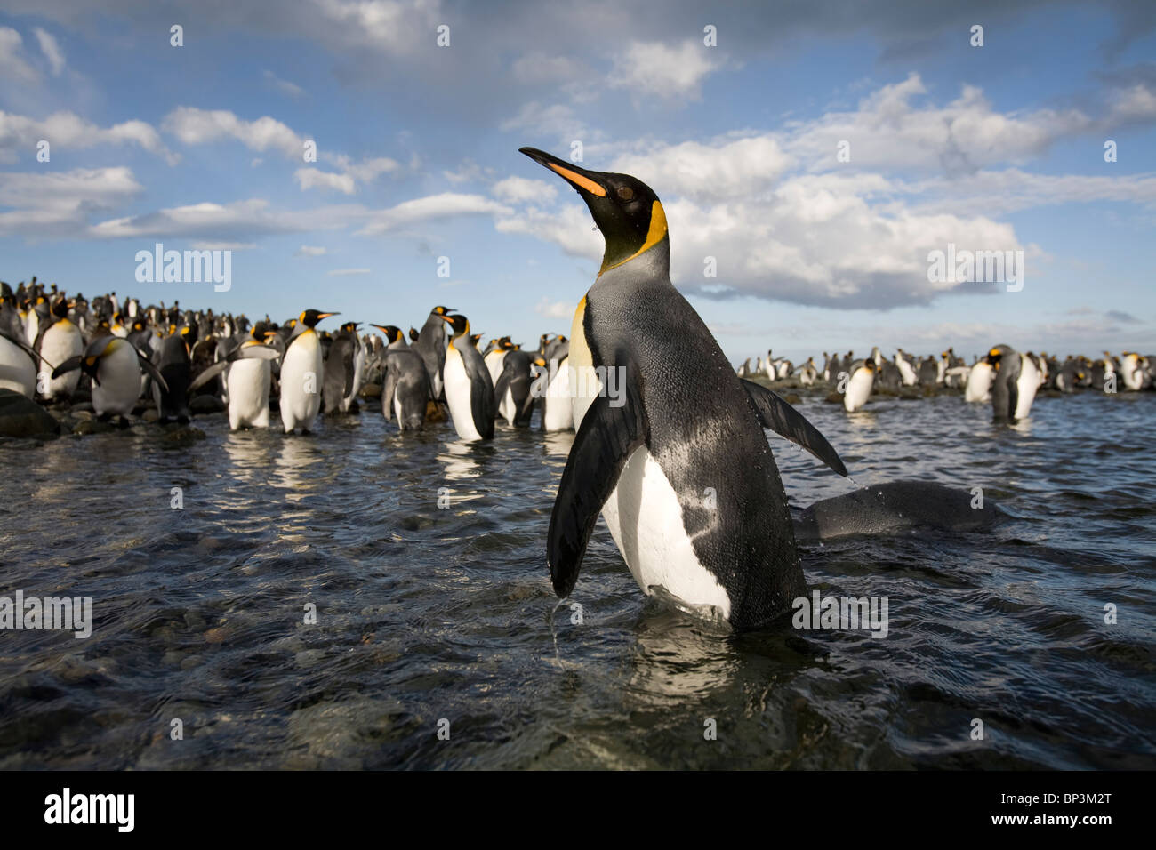 Antarctica, South Georgia Island , King Penguins (Aptenodytes patagonicus) swimming in shallow pool along Gold Harbour Stock Photo