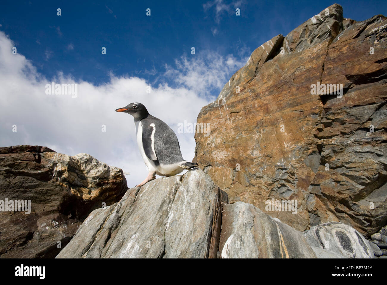 Antarctica, South Georgia Island , Gentoo Penguin  standing on rock along Golden Harbour on late summer morning Stock Photo