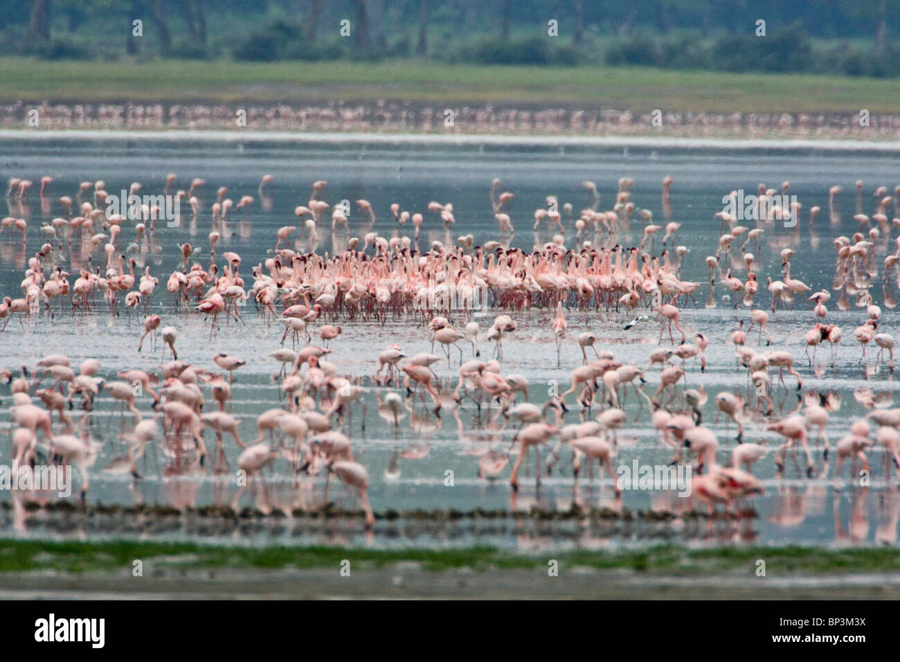 Africa. Tanzania. Lesser Flamingo flock mating display in Lake Magadi