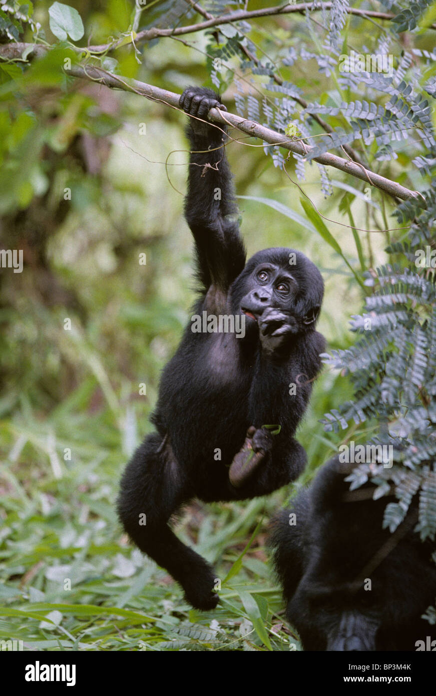 Uganda, Bwindi Impenetrable National Park, Juvenile Mountain Gorilla (Gorilla gorilla beringei) hanging from tree branch Stock Photo