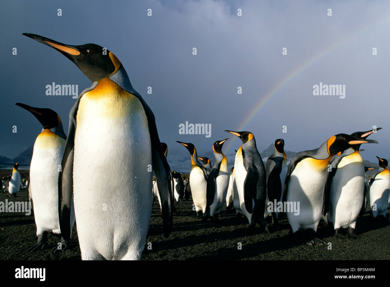 South Georgia Island, Rainbow above colony of King Penguins (Aptenodytes patagonicus) along Saint Andrews Bay Stock Photo