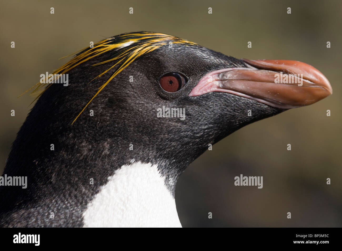 Antarctica, South Georgia Island , Macaroni Penguins  in rookery along Hercules Bay on summer afternoon Stock Photo