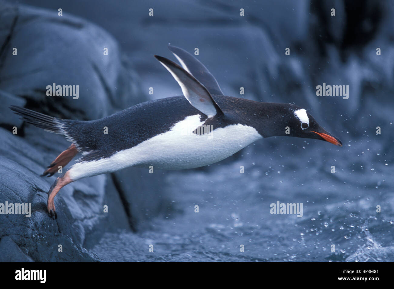 Antarctica, Petermann Island, Adelie Penguins (Pygoscelis adeliae) waving flippers while standing at edge of rookery Stock Photo