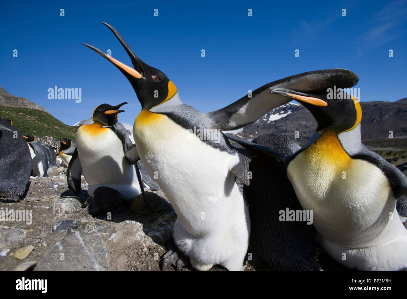 Antarctica, South Georgia Island , King Penguins fighting over nesting ...