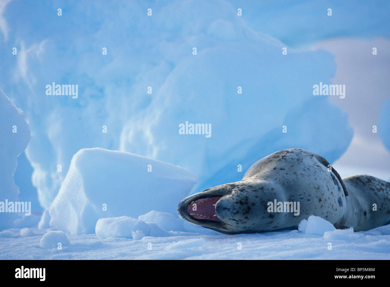 Antarctica, Boothe Island, Leopard Seal (Hydrurga leptonyx) hauled out on iceberg near Port Charcot and Lemaire Channel Stock Photo