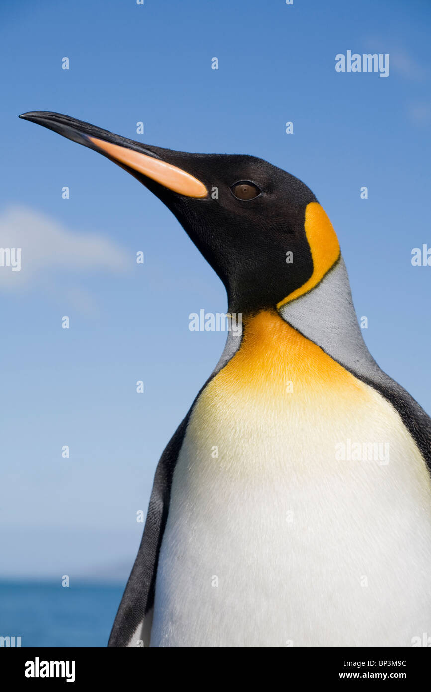 Antarctica, South Georgia Island , Portrait of King Penguin  along shoreline in massive rookery along Saint Andrews Bay Stock Photo