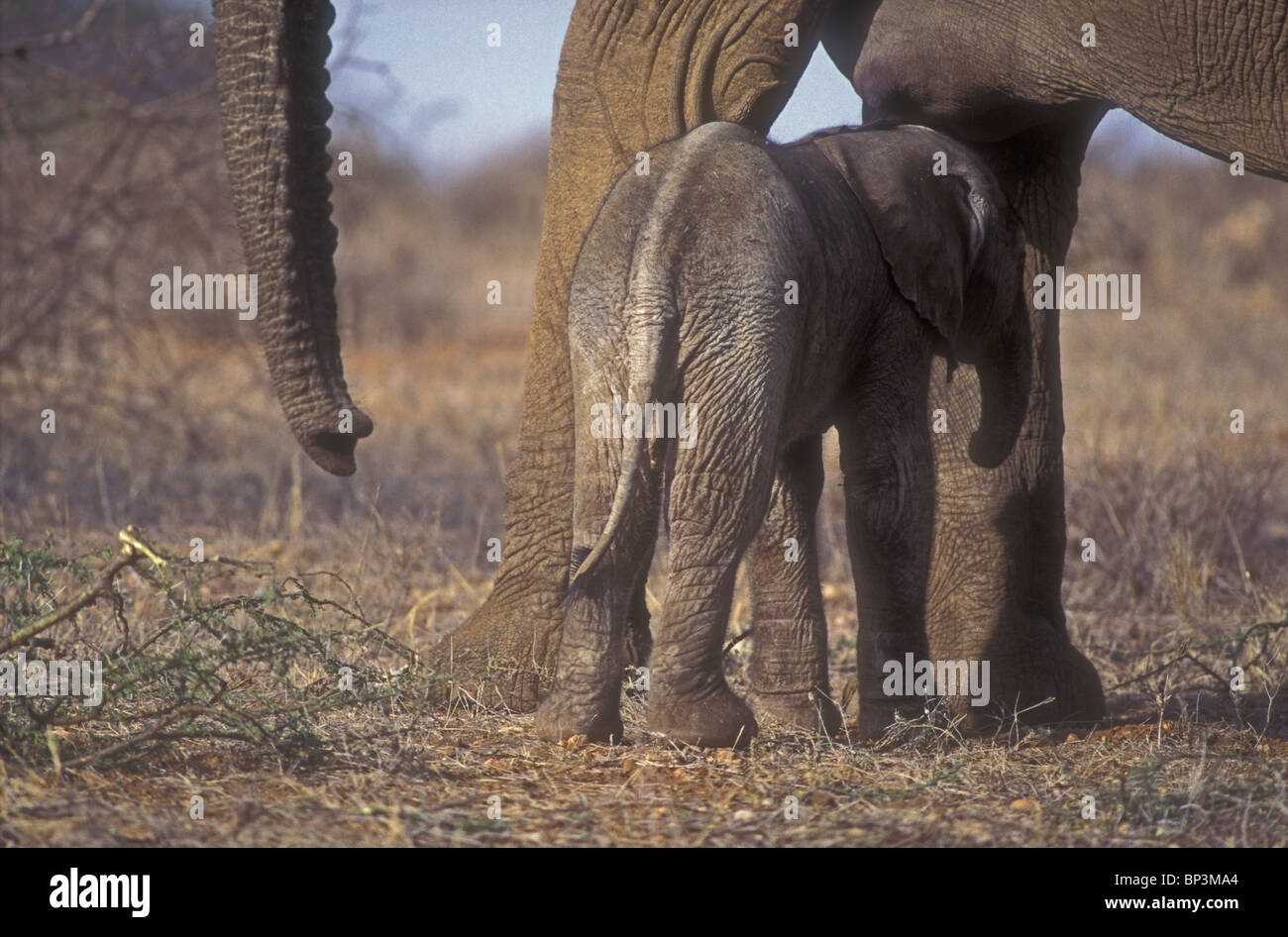New born baby elephant calf only a few hours old standing close to mother Samburu National Reserve Kenya East Africa Stock Photo