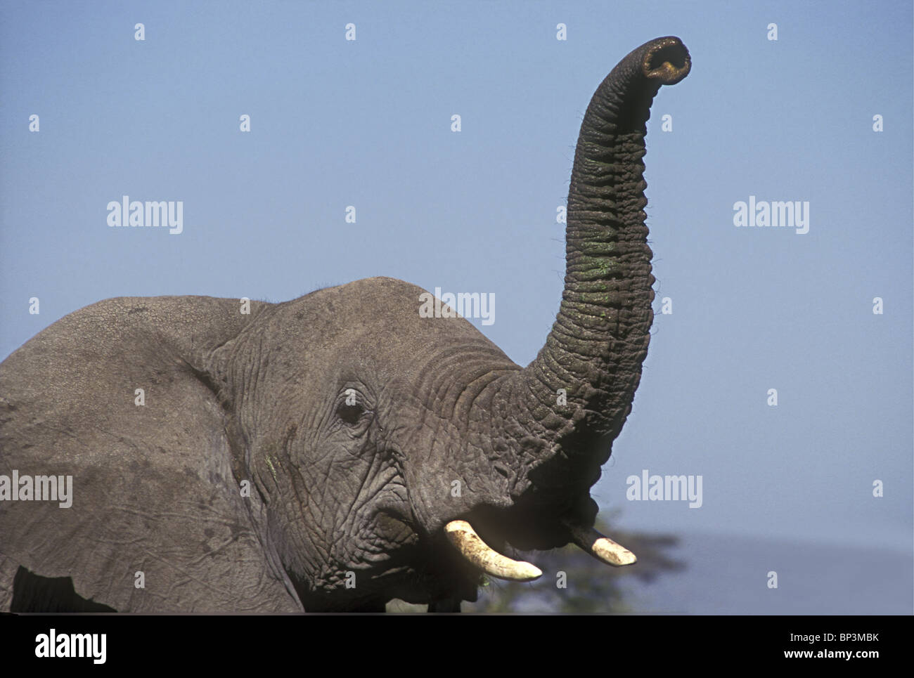 Elephant raising trunk to smell scent the air Two nostrils and lips can