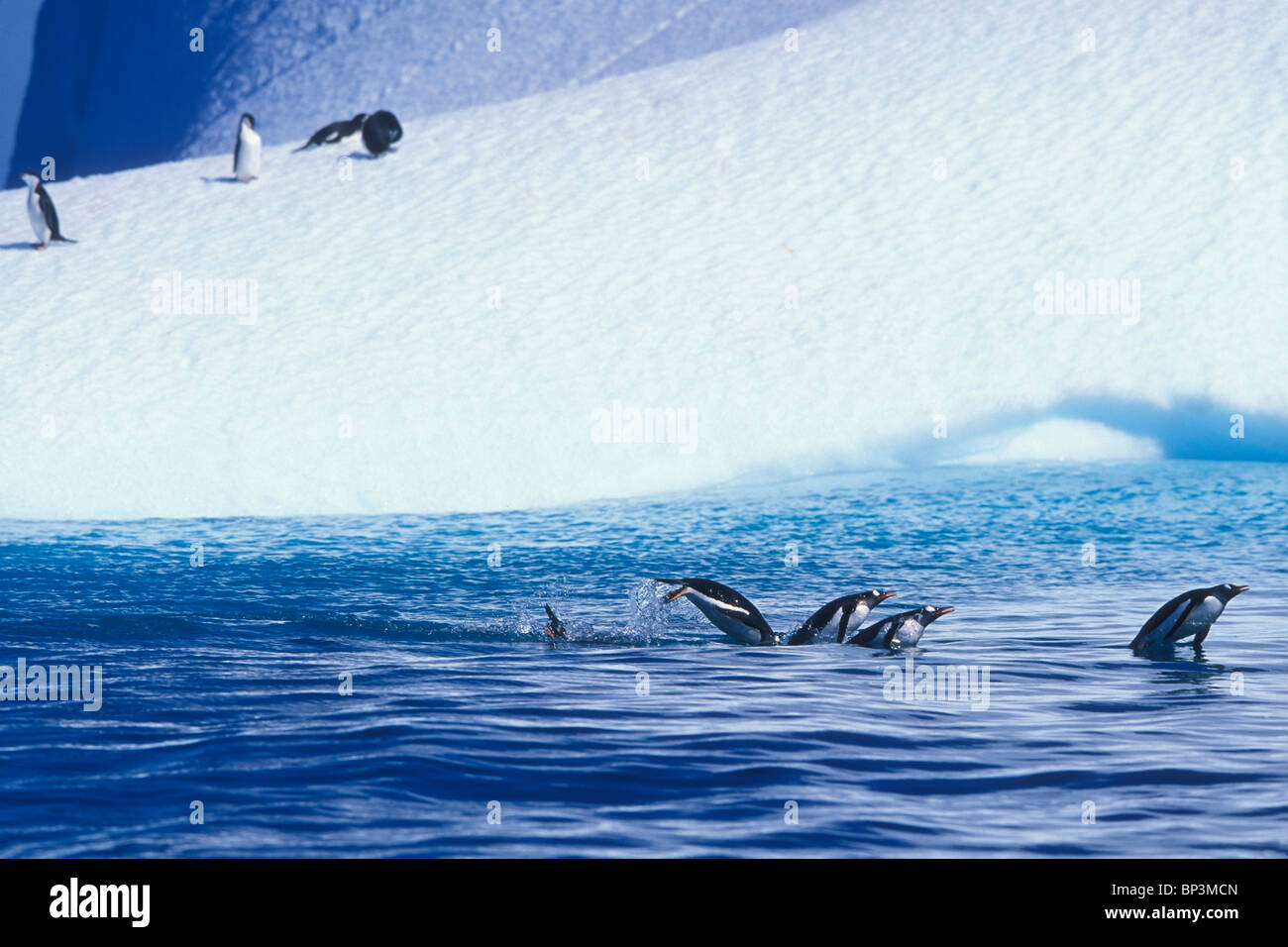 Antarctica, Trinity Island, Gentoo Penguins a(Pygoscelis papua) porpoise past iceberg floating in South Bay Stock Photo