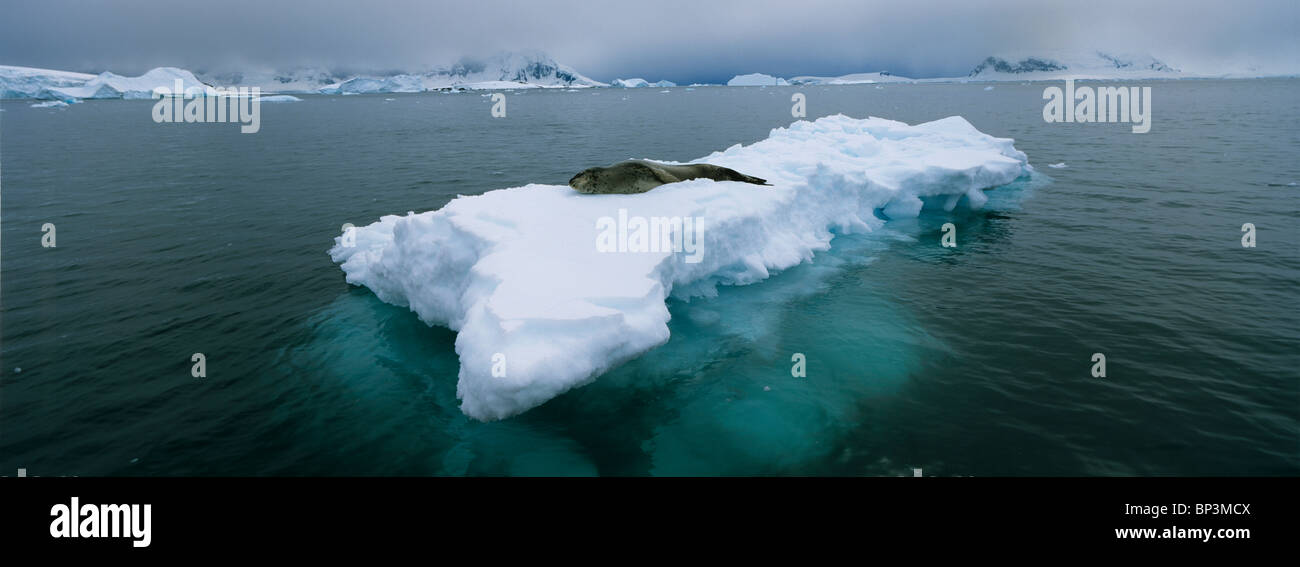 Antarctica, Half Moon Island, Weddell Seal  rests on snow-covered beach with mountains of Livingston Island in background Stock Photo
