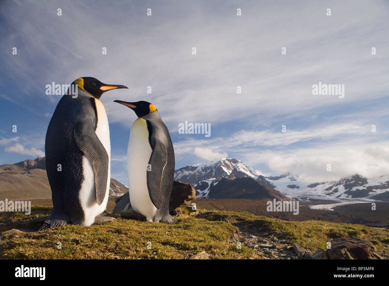 Antarctica, South Georgia Island , King Penguins  in hills above shoreline overlooking massive rookery along Saint Andrews Bay Stock Photo