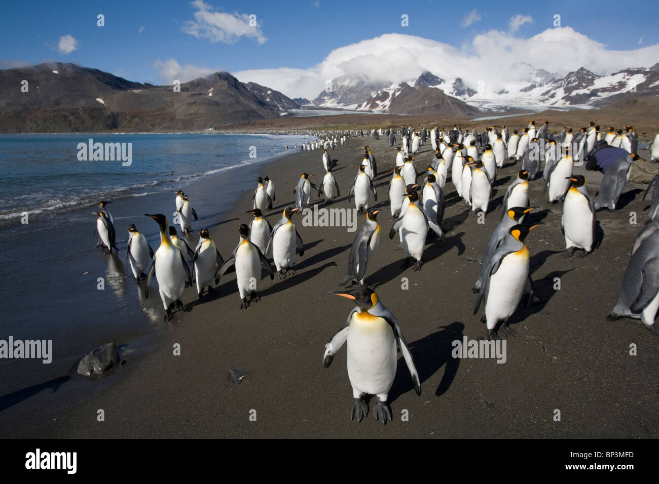 Antarctica, South Georgia Island , King Penguin  along shoreline at massive rookery along Saint Andrews Bay Stock Photo
