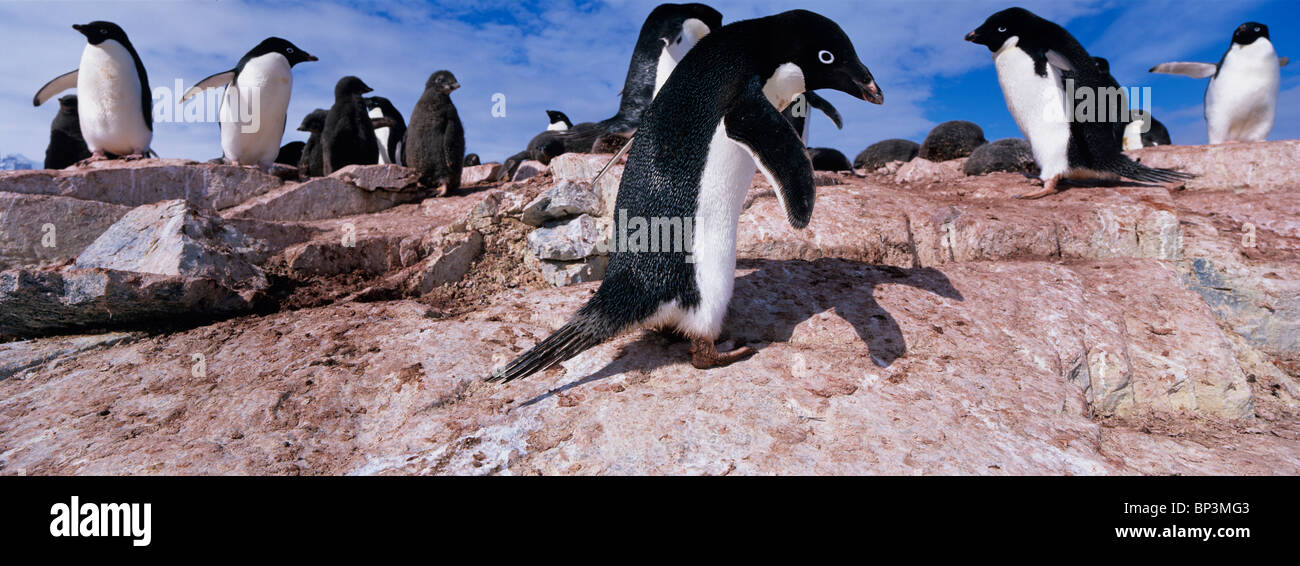 Antarctica, Petermann Island, Adelie Penguins (Pygoscelis adeliae) with young chicks in rookery southwest of Lemaire Channel Stock Photo
