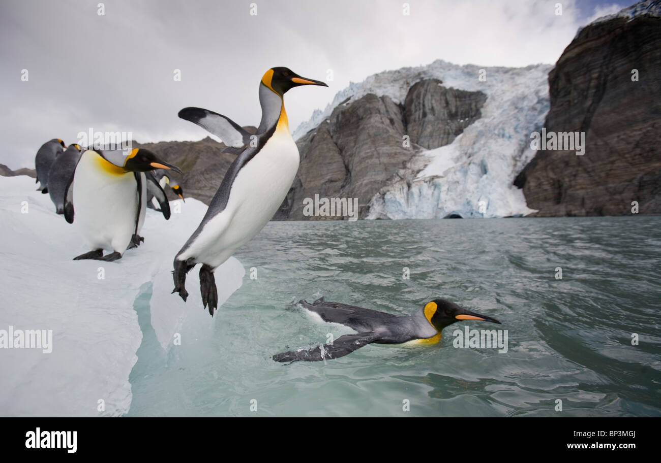 Где живет императорский пингвин. Королевский Пингвин в Антарктиде. Папуанский Пингвин Антарктида. Королевский Пингвин ареал. Императорский Пингвин в Антарктиде.
