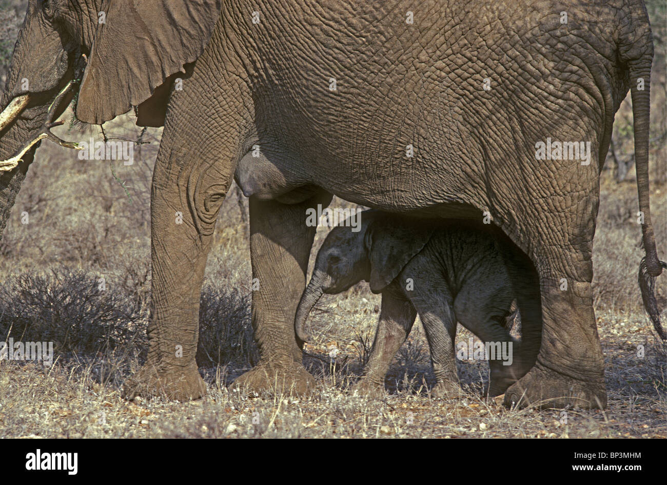 New born baby elephant calf only a few hours old stands in shade under mother Samburu National Reserve Kenya East Africa Stock Photo