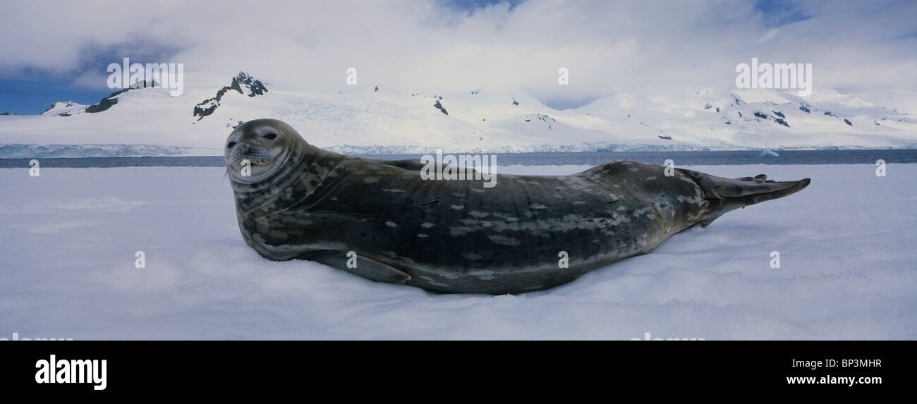 Antarctica, Half Moon Island, Weddell Seal  rests on snow-covered shore with mountains of Livingstone Island in background Stock Photo