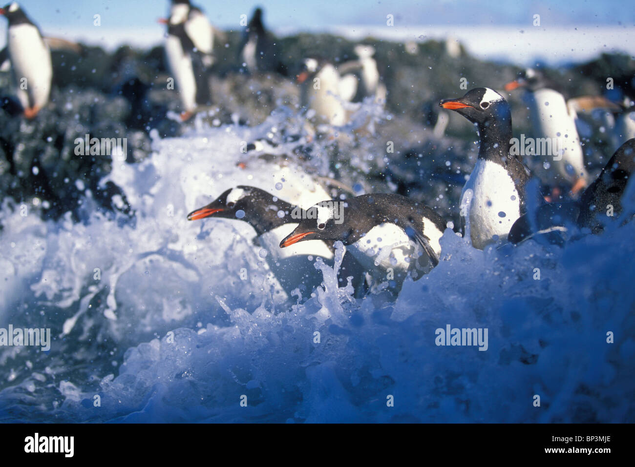 Antarctica, Livingston Island, Hannah Point, Gentoo penguins (Pygoscelis papua) gather at rock ledge along ocean shore Stock Photo