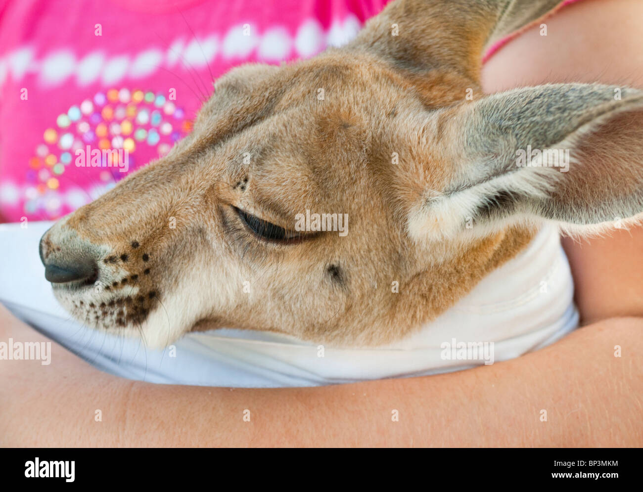 Kangaroo joey. Stock Photo