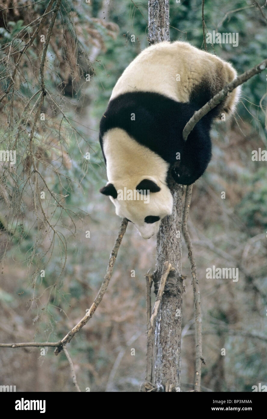 Giant panda climbs down tree in winter, Wolong, China, January Stock Photo