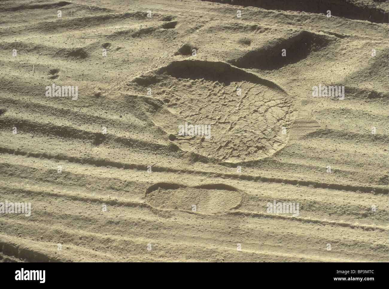 Elephant footprint hi-res stock photography and images - Alamy
