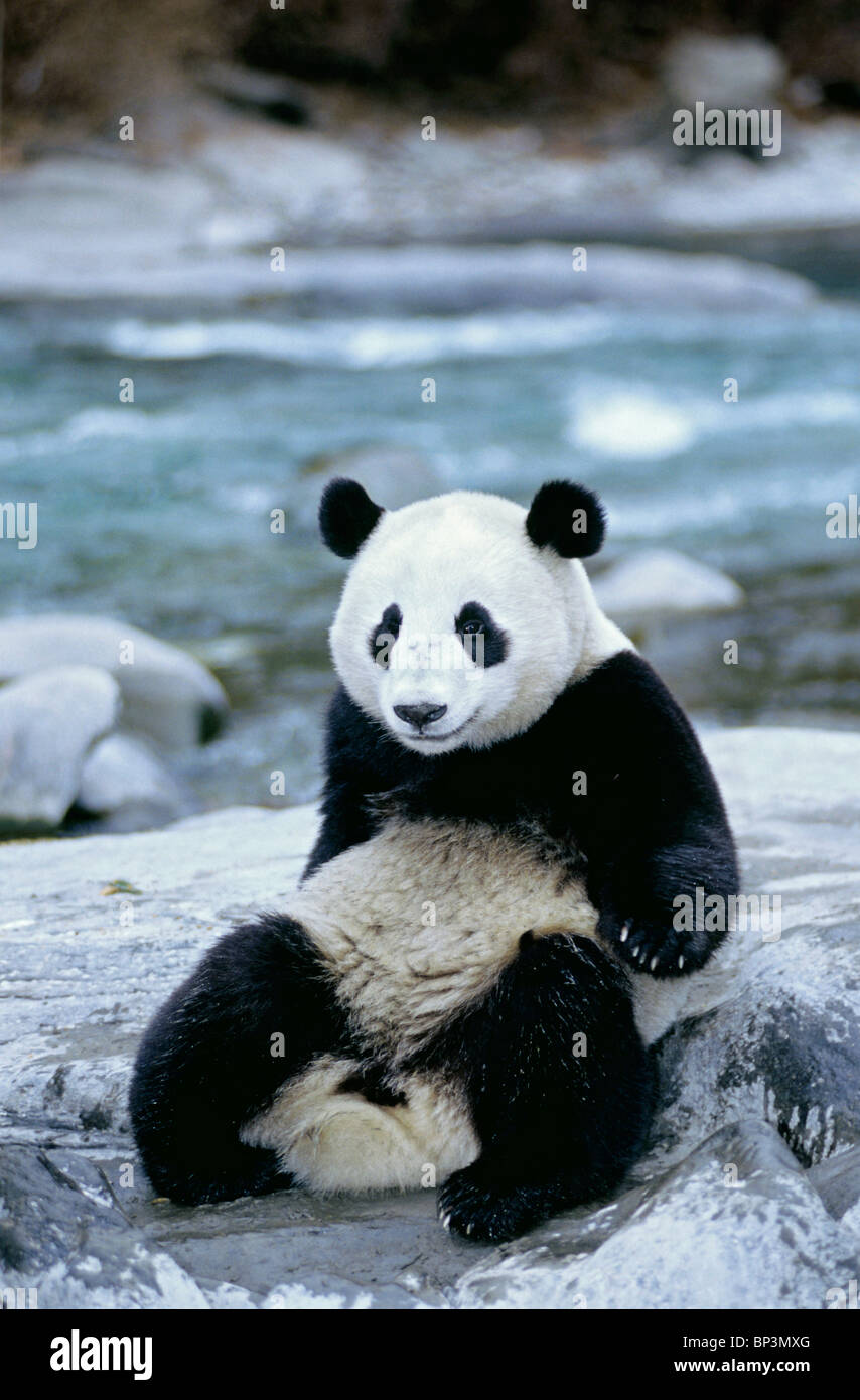 Giant panda sits beside river, Wolong, Sichuan Province, China Stock Photo