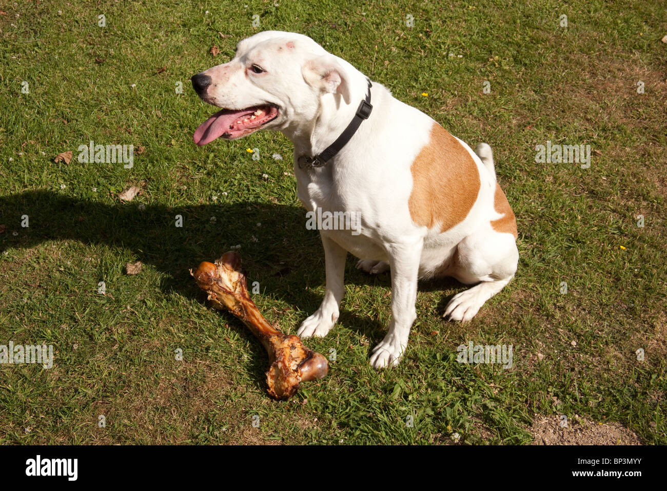 large white farm dog