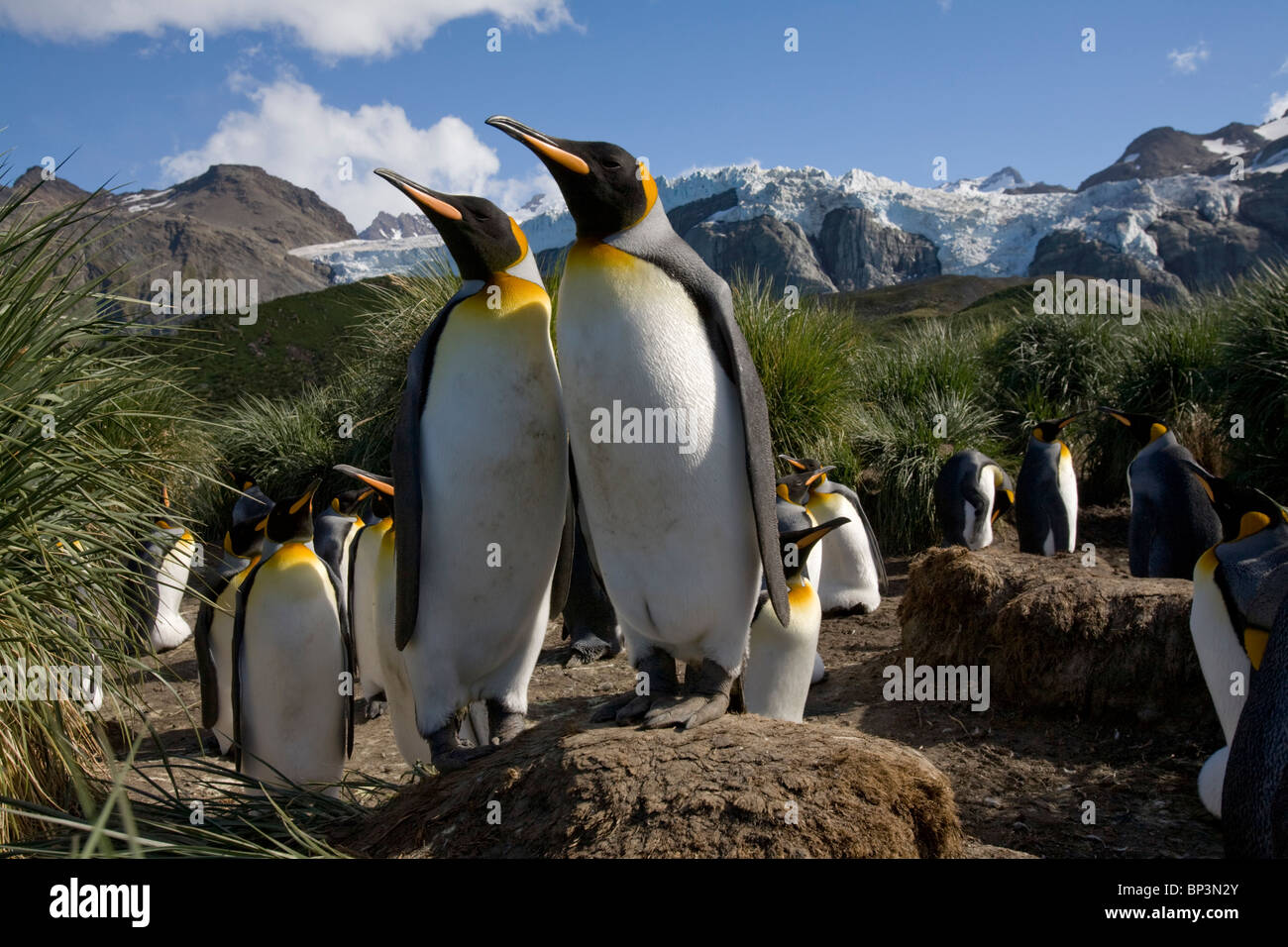 Antarctica, South Georgia Island , King Penguins  nesting in rookery in tussock grass along coast at Gold Harbour Stock Photo
