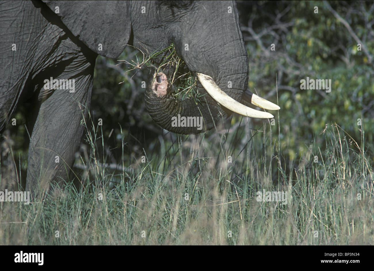 Elephant with injured severed trunk damaged by poachers wire snare Masai Mara National Reserve Kenya East Africa Stock Photo