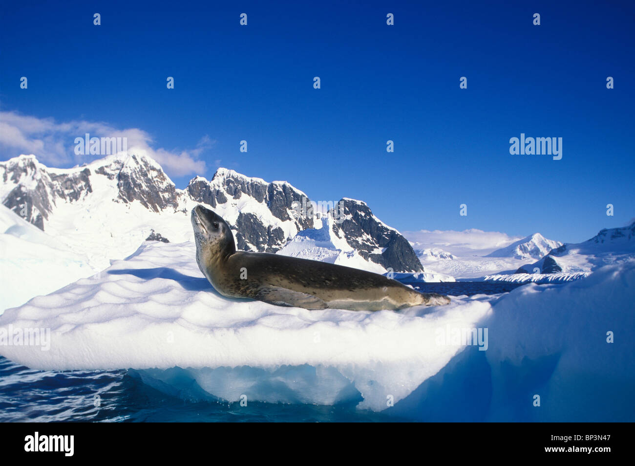 Antarctica, Boothe Island, Leopard Seal (Hydrurga leptonyx) hauled out on iceberg southwest of Lemaire Channel Stock Photo