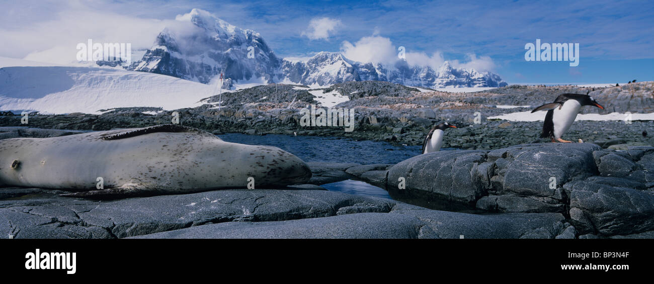 Antarctica, Wiencke Island, Gentoo Penguins  walk past sleeping Leopard Seal  at Port Lockroy Stock Photo