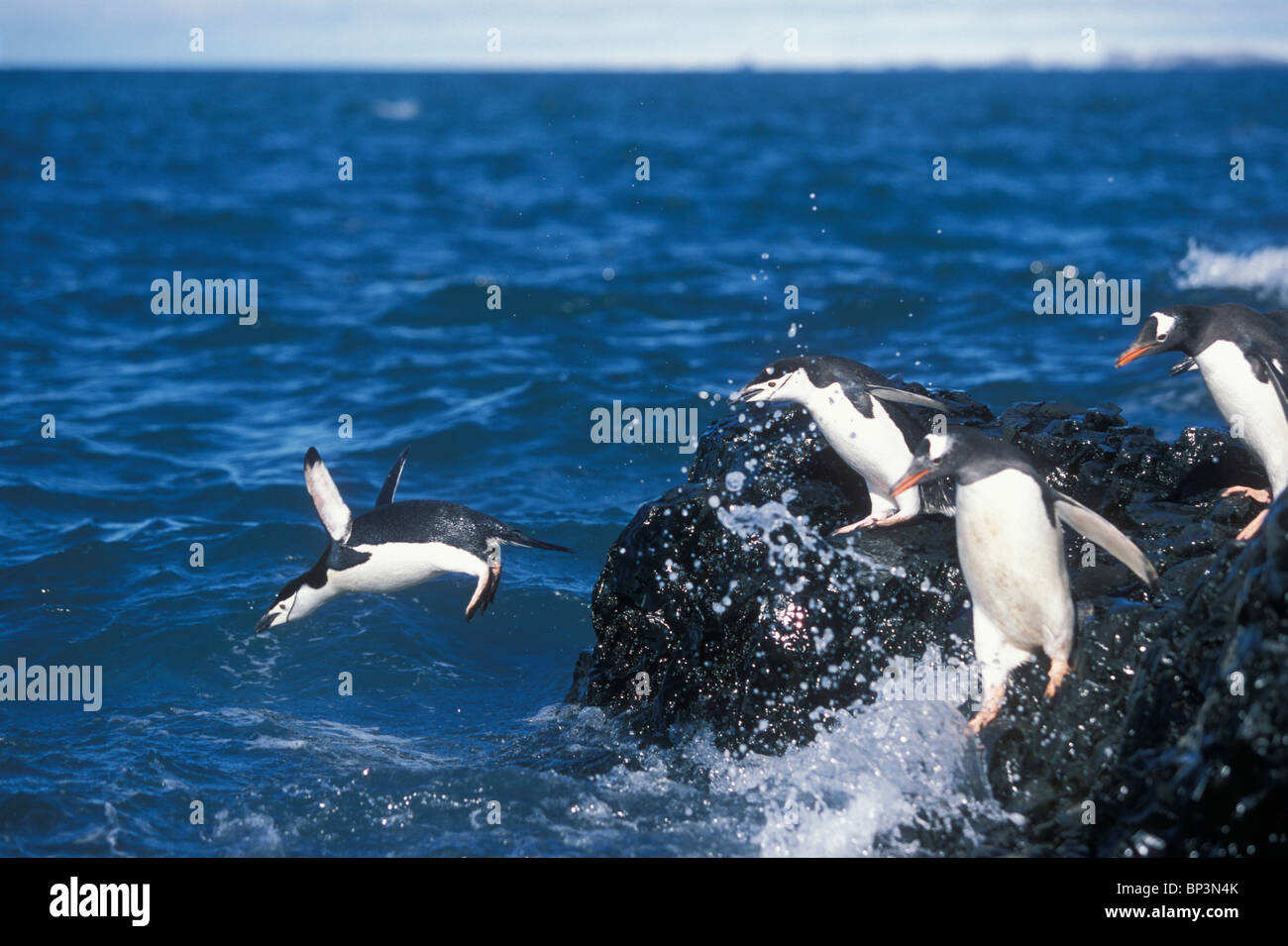 Antarctica, Livingston Island, Hannah Point, Chinstrap and Gentoo penguins leap from rocks into wave at ocean's edge Stock Photo