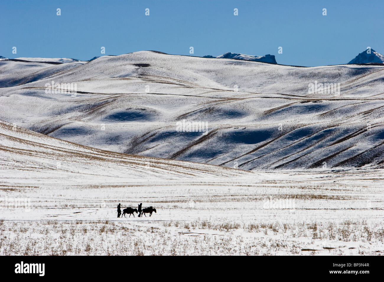 afghanistan-bamiyan-hazara-farmers-donkeys-laden-with-brushwood