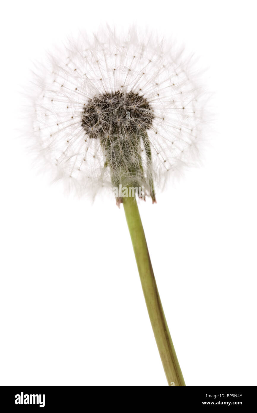dandelion close up shot with white background Stock Photo