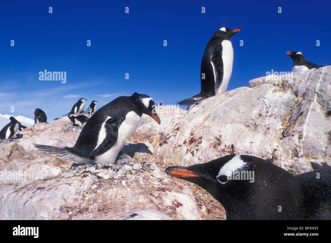 Antarctica, Waterboat Point, Gentoo Penguins (Pygoscelis papua) in rookery on rocky bluff at Waterboat Point Stock Photo