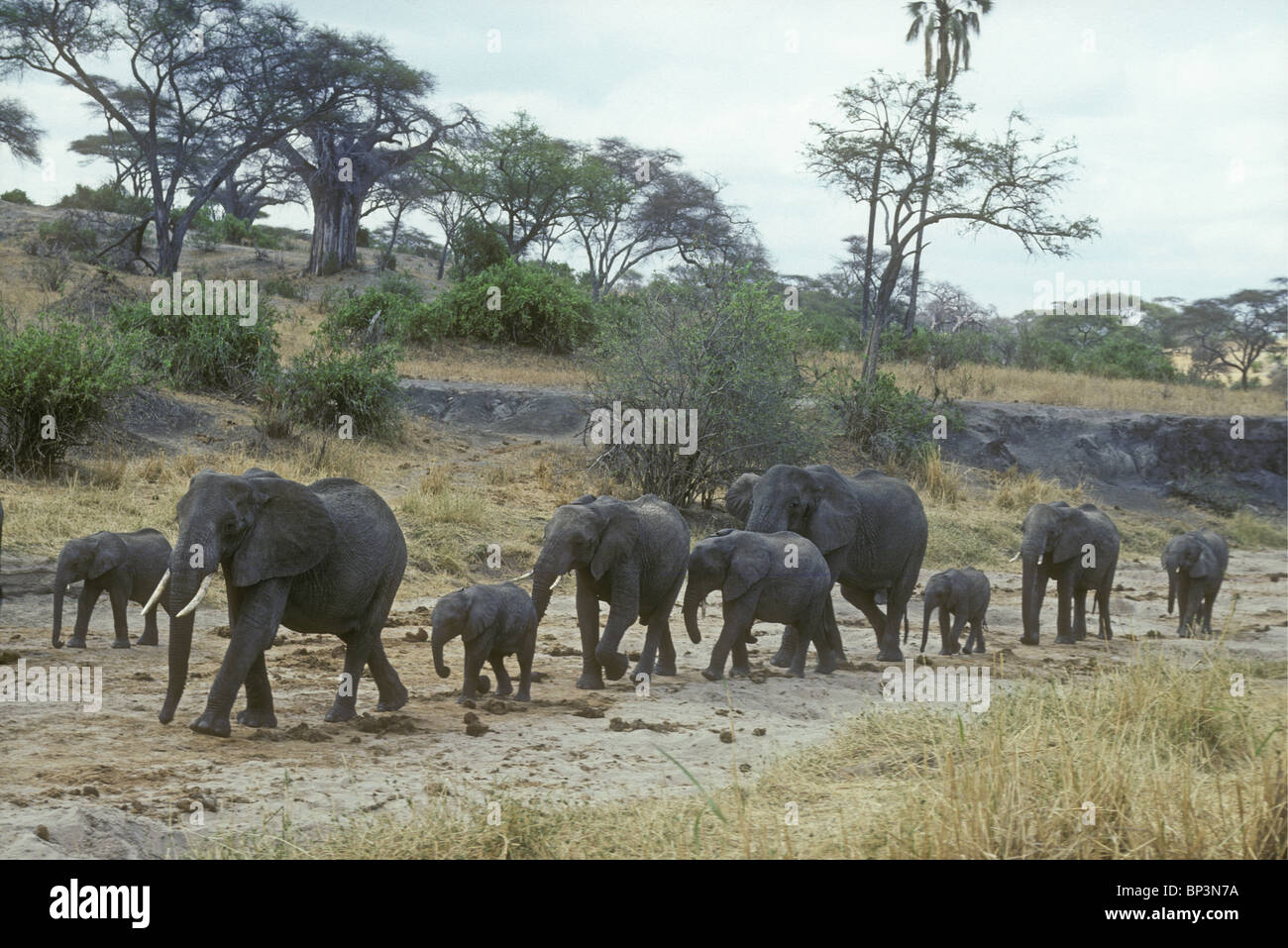 Elephant herd family group of females and calves walk down dry river bed in search of water Tarangire National Park Tanzania Stock Photo