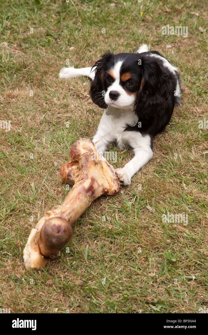 large cavalier king charles spaniel