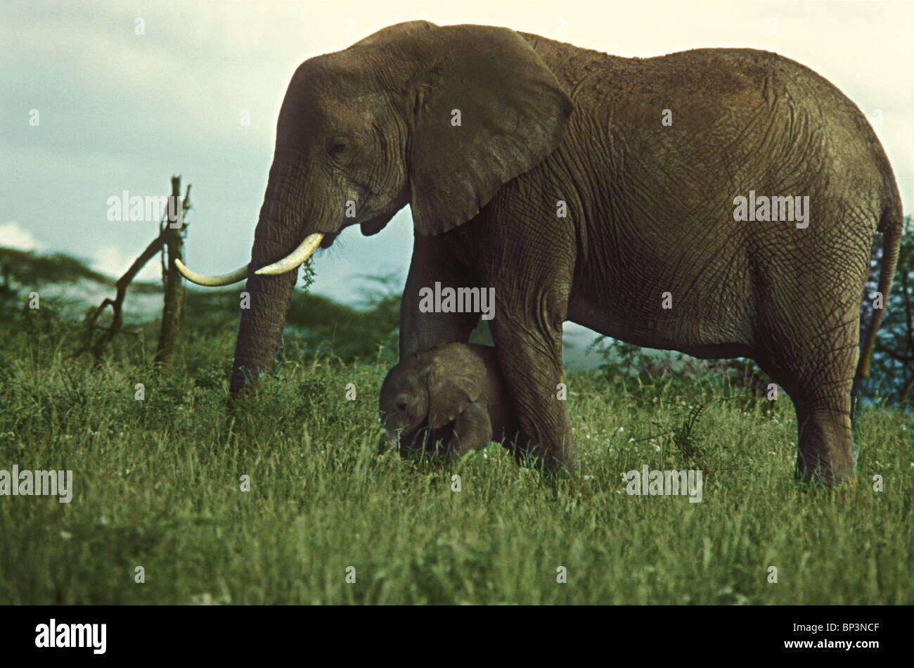 Elephant legs hi-res stock photography and images - Alamy