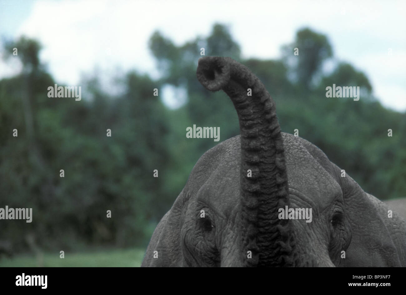 Elephant raising trunk to smell scent the air Two nostrils and lips can