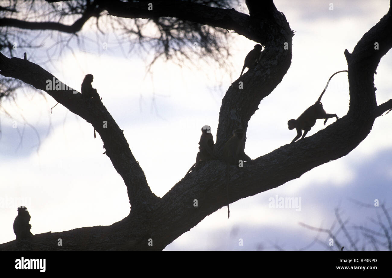 Africa, Tanzania, Tarangire National Park, Vervet Monkey (Cercopithecus aethiops) silhouetted in acacia tree at sunset Stock Photo
