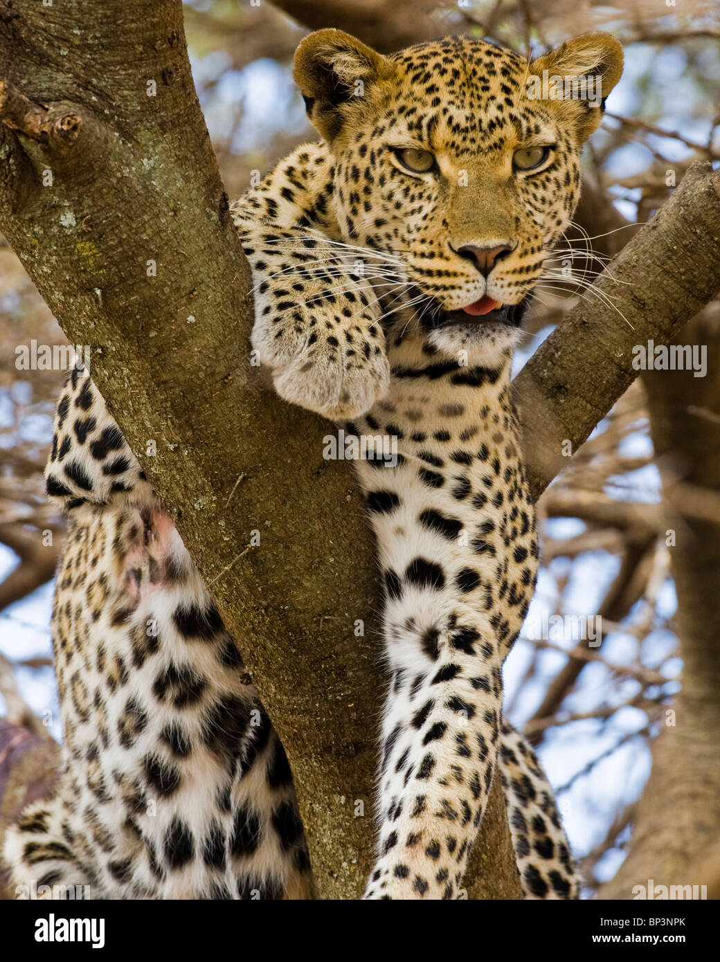 Leopard panthera pardus resting in tree in serengeti national park hi ...