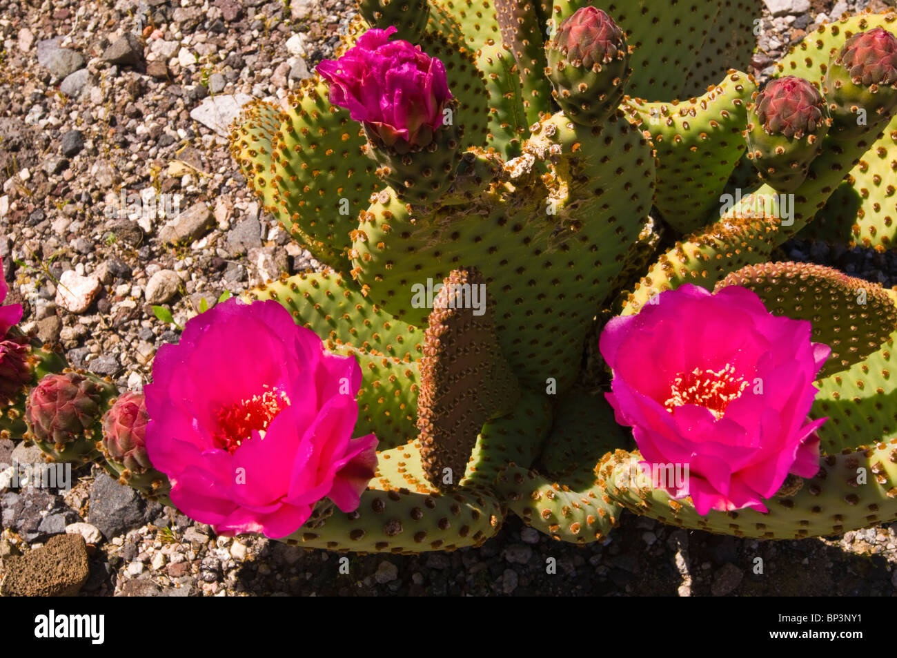 Beavertail cactus (Opuntia basilaris) in bloom, Death Valley National