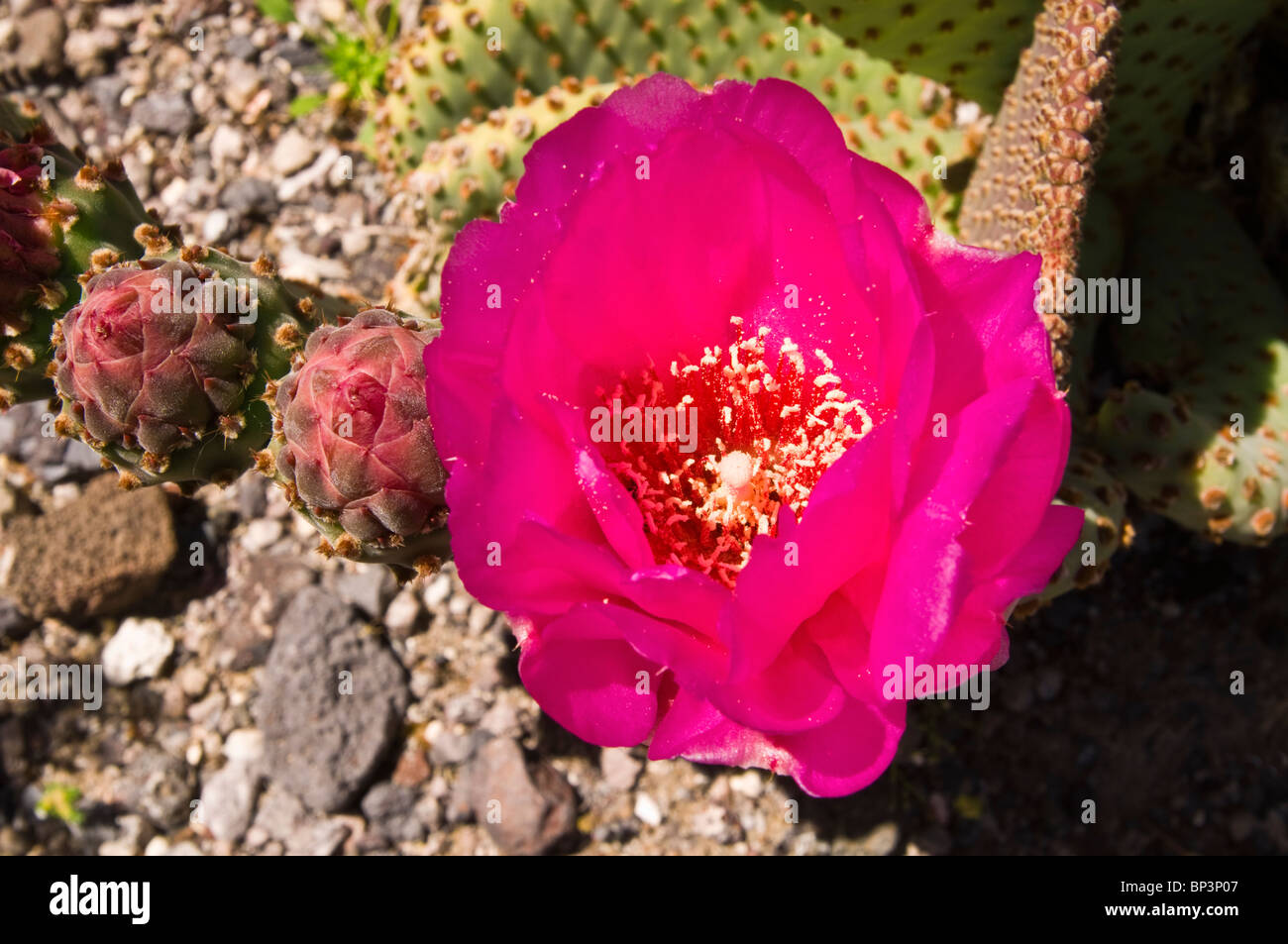 Beavertail cactus (Opuntia basilaris) in bloom, Death Valley National