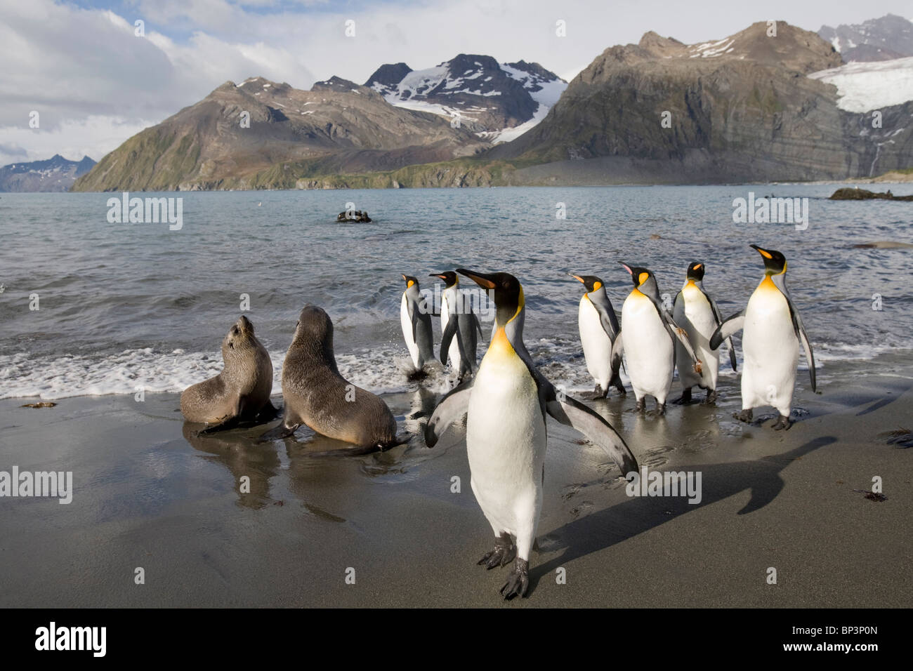 Antarctica, South Georgia Island , Antarctic Fur Seals  and King Penguins  in surf along Gold Harbour on late summer morning Stock Photo